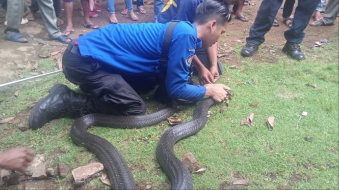 Petugas Damkar Jawa Tengah Tangkap King Kobra.