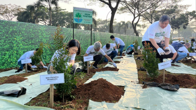 Penanaman pohon pucuk merah di area hijau Mal Ciputra Tangerang