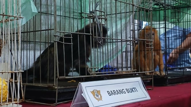 Lutung Budeng, satwa endemik Indonesia yang berhasil diamankan