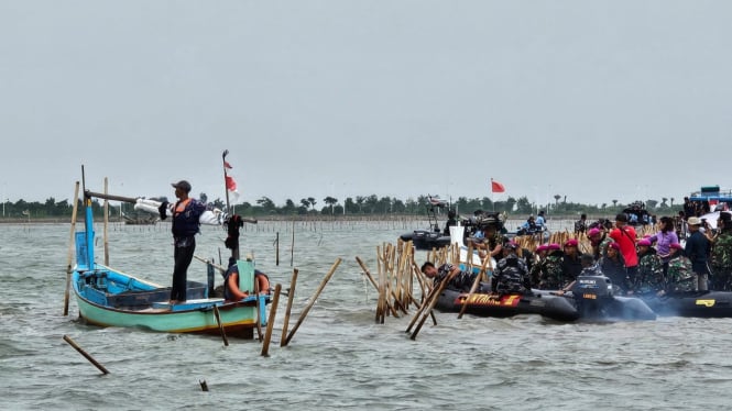 Proses pencabutan pagar bambu yang berada di laut tangerang