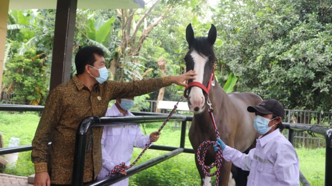 Ketibaan kuda asal belanda melalui Bandara Seotta, Tangerang