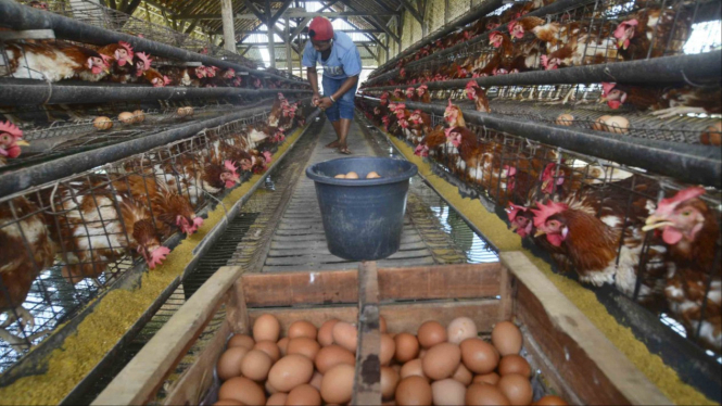 Telur dan Ayam di Peternakan.