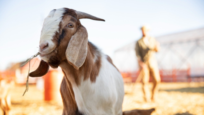 Ilustrasi foto kambing hewan kurban