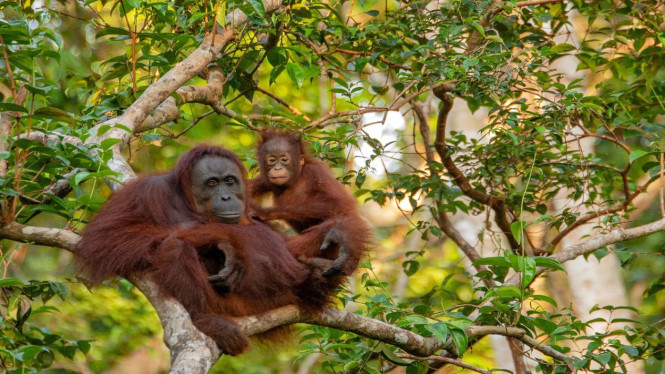 Hutan Kalimantan