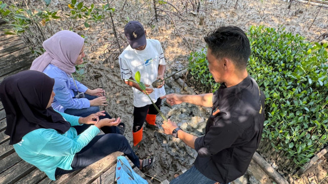 Pembibitan Pohon Mangrove di Patikang.