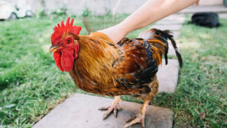 Polisi Bubarkan Arena Sabung Ayam di Cilacap, Pemilik Klaim Hanya untuk Latihan