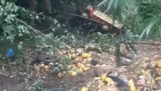 Sebuah Truk Terperosok Masuk Jurang di Tanjakan Ketileng Perbatasan Banjarnegara - Kebumen, Muatan Semangka Hancur