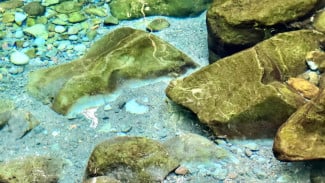 Telaga Sunyi, Baturaden! Telaga Super Cantik, Jernih, dan Indah di Purwokerto