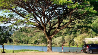 Pesona Bendungan Gerak Serayu, Banyumas! Dengan Pohon Besar yang Cantik dan Ikonik