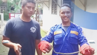 Proses Evakuasi 6 Ular oleh Tim Damkar Banyumas yang Masuk Ke Rumah Warga