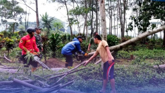 Hujan dan Angin Kencang di Kembaran Banyumas Mengakibatkan Pohon Tumbang
