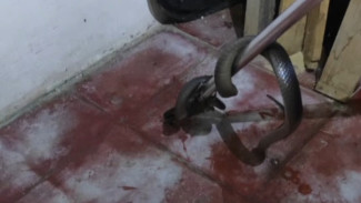 Evakuasi Seekor Ular Jenis Cobra Masuk Ke Rumah Warga di Kembaran, Banyumas