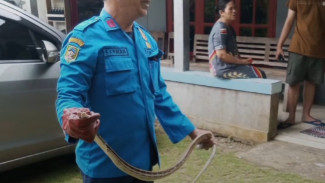 Sigap! Petugas Damkar Banyumas Evakuasi Seekor Ular yang Masuk Ke dalam Rumah Warga di Somagede