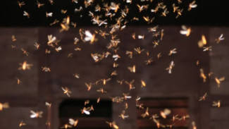 Fenomena Alam Tak Terduga! Serangan Laron Berminyak Lumpuhkan Tiga Jembatan Vital di Banyumas Saat Arus Balik