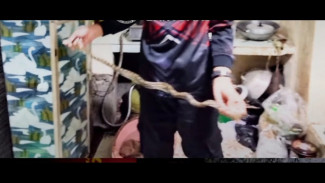 Evakuasi Dua Ekor Ular Masuk Rumah Warga di Purwokerto, Berhasil Diamankan