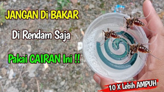 TERBONGKAR! Cara Pakai OBAT NYAMUK Tanpa Bakar Ini 10x Lebih Ampuh, Nyamuk Langsung Kabur Sekeluarga!