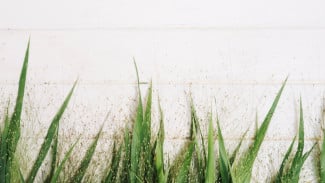 Gak Nyangka! Racikan 4 Bahan Dapur Ini Bikin Rumput Liar di Rumah Mati Tanpa Ampun, Nggak Perlu Beli Racun Lagi!