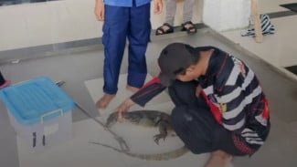 Seekor Biawak Besar Masuk ke Halaman Kampus di Purwokerto, Damkar Banyumas Evakuasi