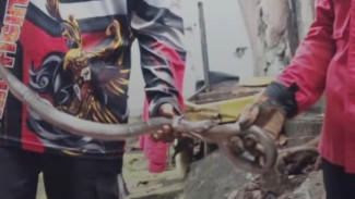 Sigap! Evakuasi Ular Kobra Masuk ke Halaman Rumah Makan di Purwokerto