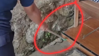 Evakuasi Ular Cobra yang Sembunyi  Di Bawah Kandang Kucing Milik Warga Kedungbanteng, Banyumas