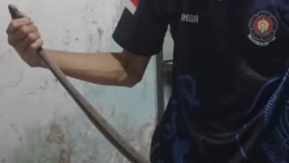 Seekor Ular Masuk Ke Dalam Rumah Warga di Purwokerto, Damkar Banyumas Langsung Evakuasi