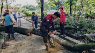 Gerak Cepat! Evakuasi Pohon Tumbang yang Melintang di Pemakaman Daerah Sokaraja