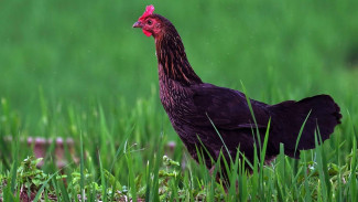 Mau Gaji Mingguan? Yuk Cobain Ternak Ayam Kampung dengan Modal Minim Namun Dijamin Cuan, Simak Caranya!