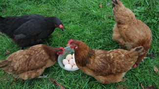 Mau Bisnis Rumahan? Yuk Mulai Budidaya Ayam Kampung Petelur KUB Agar Dapat Penghasilan Tambahan, Mudah Loh!