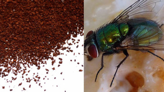 Ogah Dekat-Dekat! Cara Usir Lalat dari Rumah Terbukti Ampuh, Cukup Pakai Bubuk Satu Ini