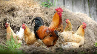 Mau Coba Ternak Ayam Kampung Skala Rumahan dengan Gaji Jutaan per Bulan? Simak 5 Tips Ini Agar Tidak Boncos!