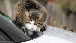 Tak Perlu Resah! Ini 6 Tips Agar Mobil Tak Dimasuki Tikus di Bagian Ruang Mesin, Nomor 1 dan 2 Tanpa Modal