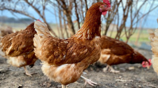 Modal 10 Indukan! Usaha Ternak Ayam Kampung KUB Bisa Hasilkan Jutaan Rupiah per Minggu, Ini Rahasianya!