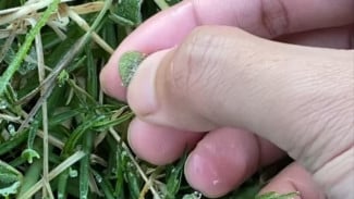 Mulai Beku! Suhu Udara di Dieng mencapai Minus 0,5 Dedaunan Muncul Lapisan Es