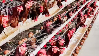 Masebi Official! Beli Telur Omega Langsung dari Peternaknya di Purwokerto, Rasanya Enak dan Sehat