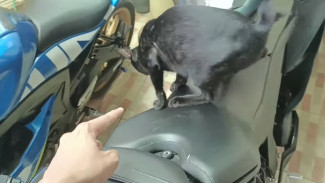 Capek Jok Motor Dicakar Kucing? Begini Trik Ampuh Biar Aman dari Cakaran
