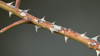 Weton Tibo Loro! Hidup Sarat Ujian dan Luka, Tapi Dianugerahi Mental Baja Menurut Primbon Jawa