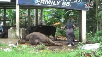 Baru Dikontrak Sehari, Sapi Kurban Milik Presiden Prabowo Seharga Rp125 Juta Tewas Mendadak di Kandang