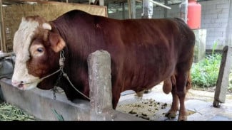 Presiden Prabowo Siapkan Sapi Kurban 'Bawor' di Banyumas, Capai Berat 1 Ton