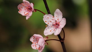 Weton Legi Sosok yang Disukai Banyak Orang! Karakter Baik Pembawa Rezeki dan Simpati