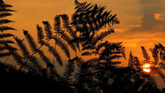 Bukit Jatisewit Banyumas: Surga Tersembunyi untuk Camping dengan Pemandangan Gunung Slamet dan Sunrise-Sunset Cantik