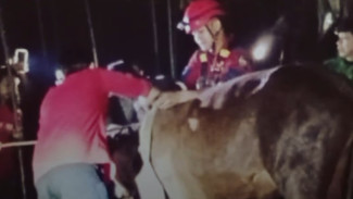 Seekor Sapi Milik Warga Cilongok Terperosok Kedalam Sumur, Damkar Banyumas Evakuasi