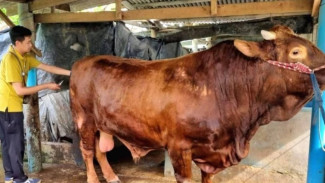 Capai Berat 1,1 Ton Sapi Kurban Presiden Prabowo untuk Kabupaten Cilacap