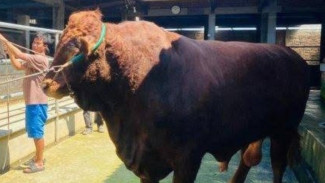 Serahkan Sapi Kurban Presiden Prabowo Siap di Tegal, Capai Berat 1,25 Ton