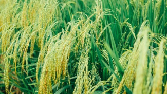 Pensiun Usai 33 Tahun Mengabdi, Sekda Sukoharjo Pilih Kembali ke Sawah