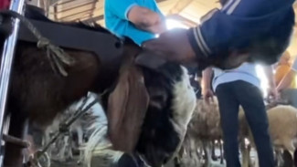 Menarik! Jasa Salon Kambing di  Banjarnegara Ramai Diserbu Jelang Idul Adha