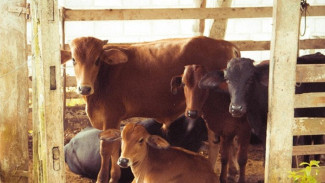 Presiden Prabowo Kirim Sapi Jumbo untuk Warga Terpencil Sragen, Ini Ceritanya!