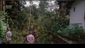 Hujan Deras Hingga Angin di Kabupaten Banyumas Mengakibatkan Pohon Tumbang