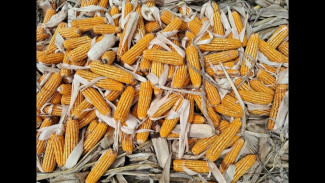 Malaysia Minta 240 Ribu Ton Jagung, Indonesia Siap Jadi Lumbung Pangan Dunia