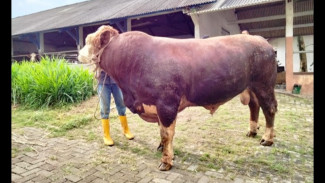 Sapi Kurban Presiden Prabowo Berbobot 1 Ton! Ternyata Dari Sperma Beku Balai Ungaran, Ini Faktanya