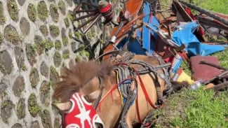 Kecelakaan Dokar Diduga Tertabrak Truk di Ajibarang Hingga Terpental Ke Selokan